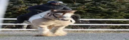 Allround hästar till salu: Gypsy Cob selges! - Annons 5