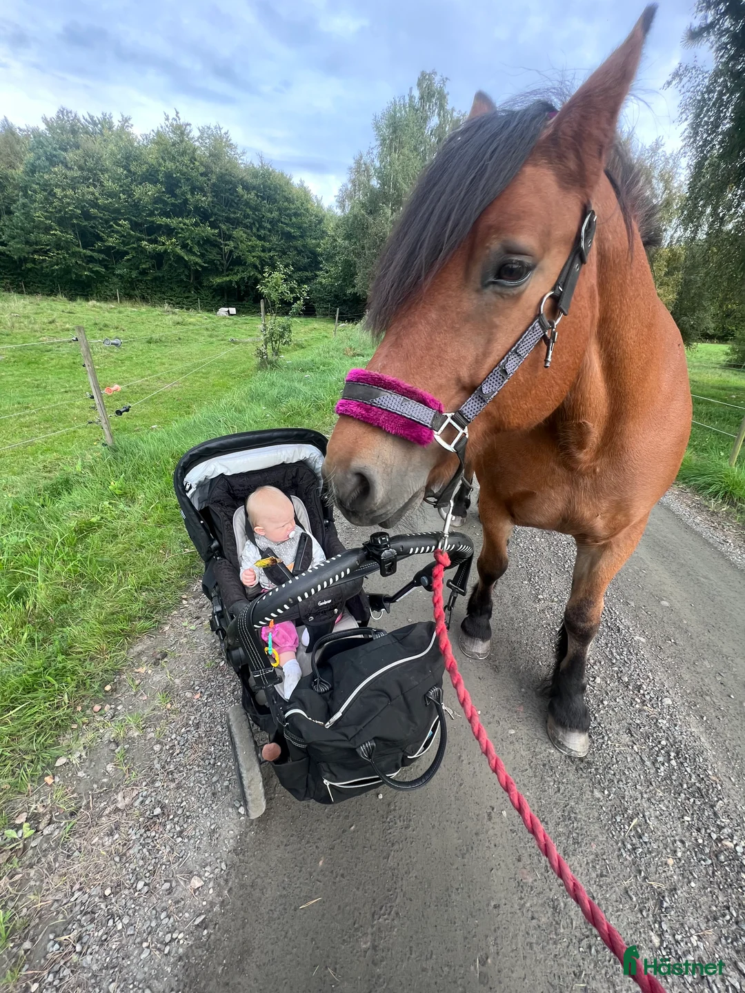 Allround hästar till salu: Världens snällaste skogsmulle / tanthäst i Hörja - Annons 6