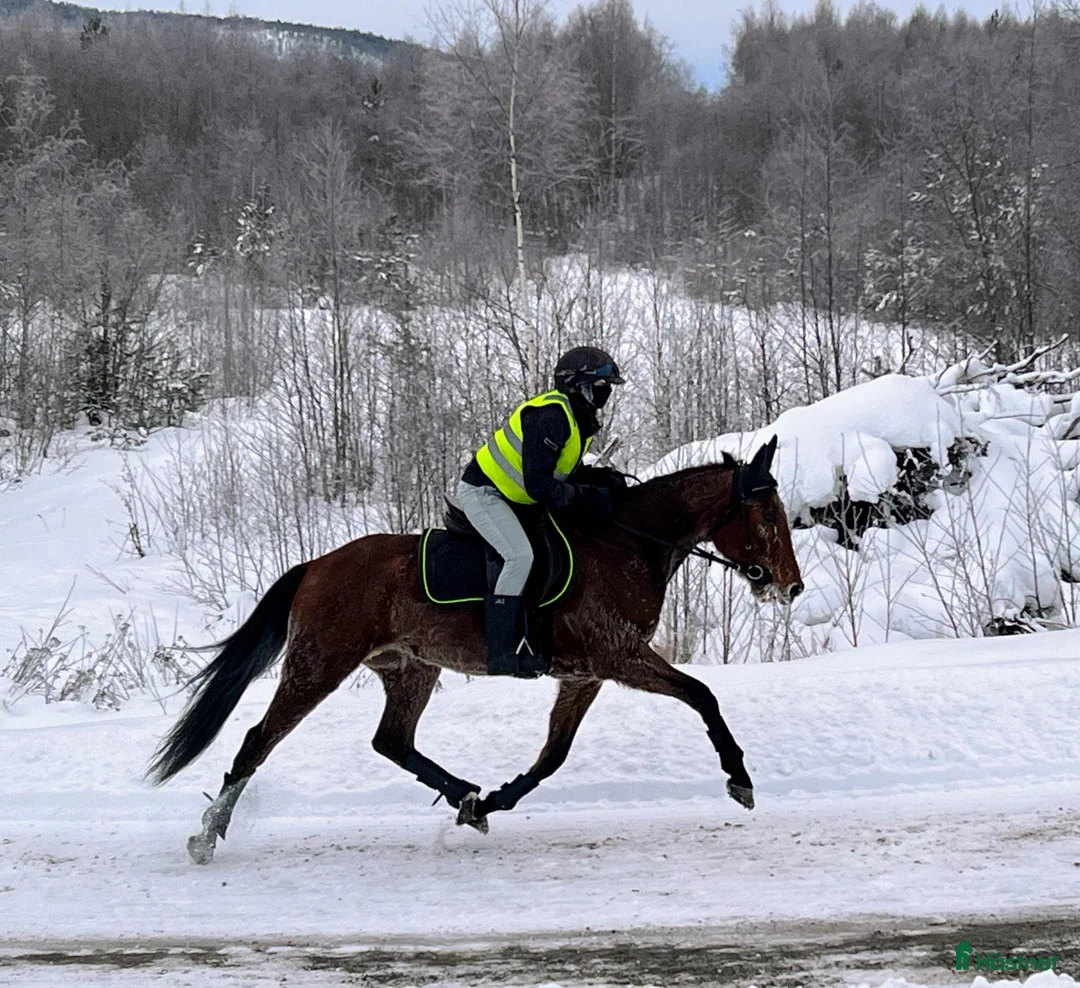 Allround hästar till salu: Fin kille söker nytt hem  - Annons 2