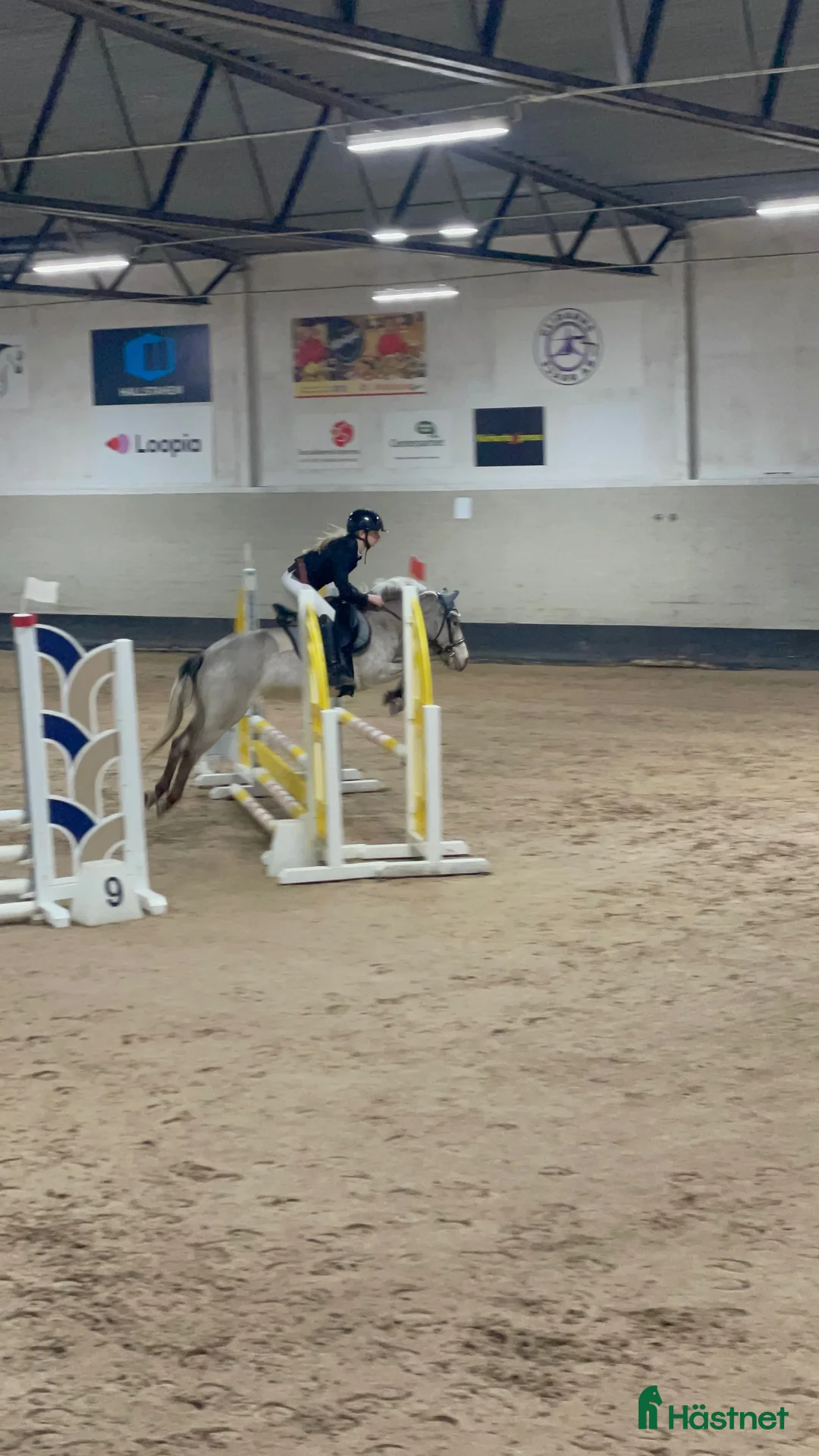 Sällskap hästar till salu: Trevligt gotlandsruss  i Strängnäs - Annons 5