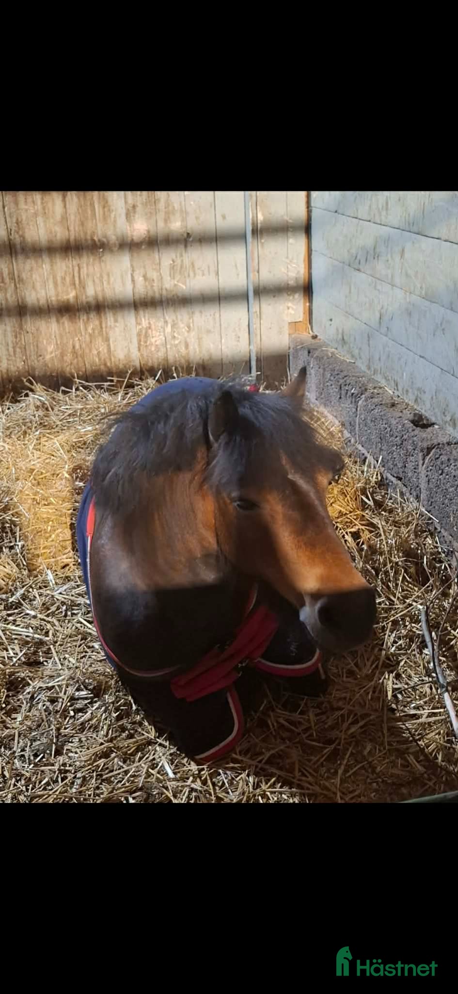 Övrigt hästar till salu: Shettlandssto - Annons 4