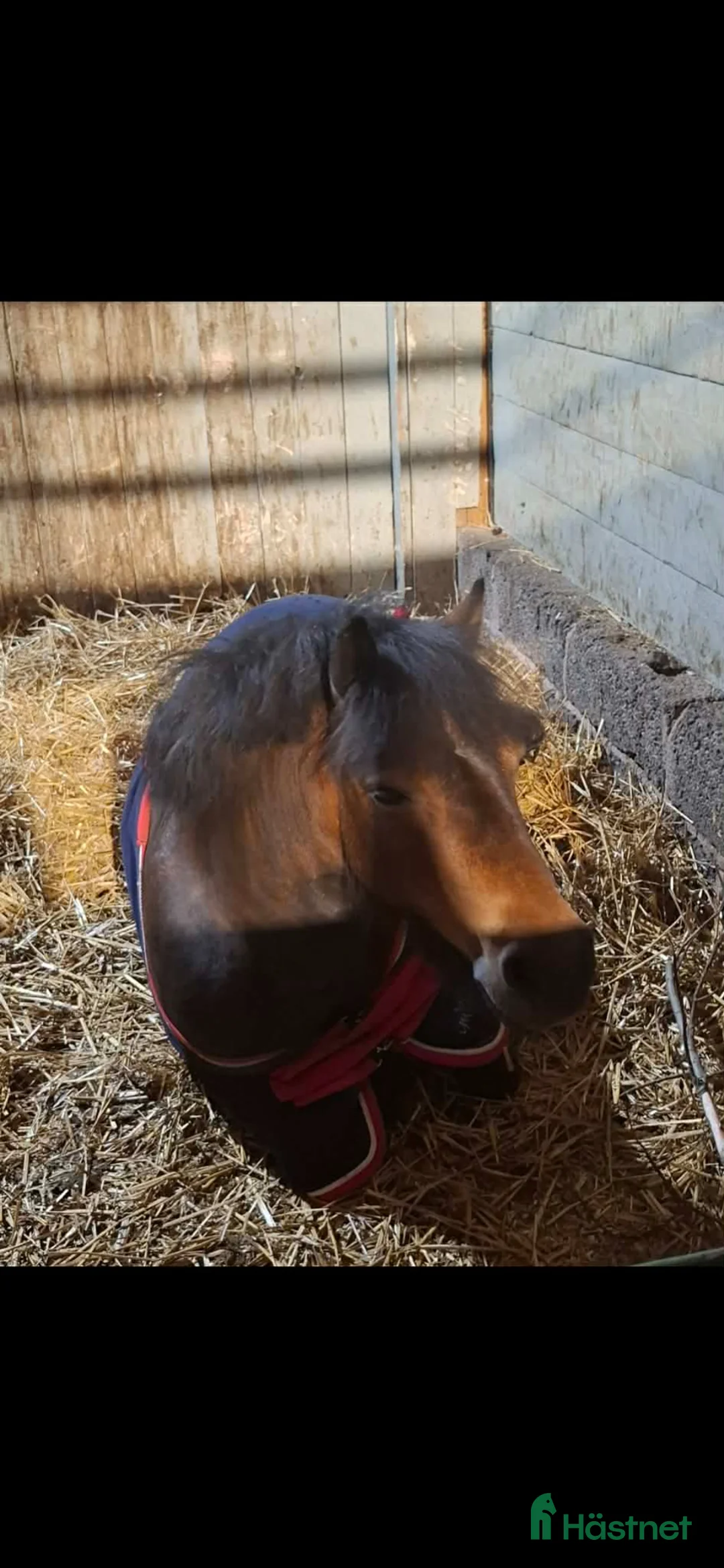 Övrigt hästar till salu: Shettlandssto - Annons 1