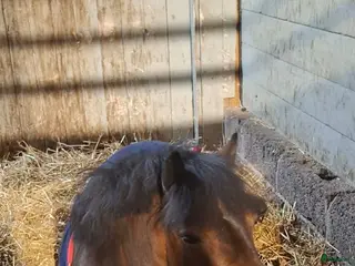 hästar Shettlandssto - Annons 4