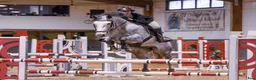 Hoppning hästar till salu: Sto som alltid ställer upp! - Annons 1