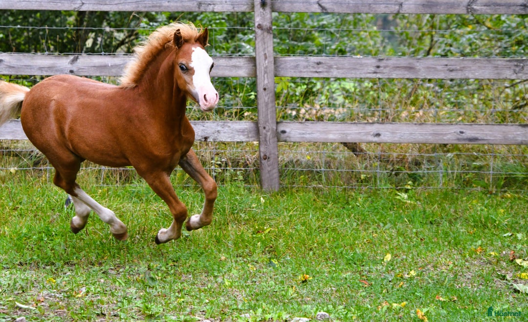 Allround hästar till salu: Ett föl som fångar blicken direkt.  i Nyköping - Annons 5