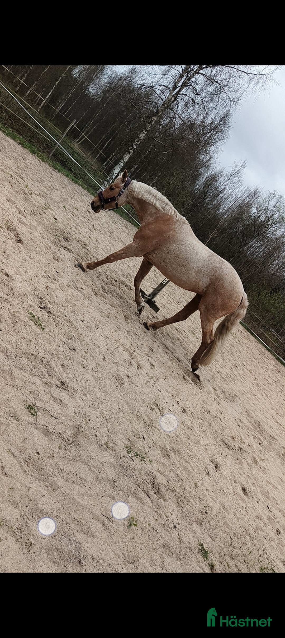  foderhäst finnes: Palamino sto utlånas för avel eller sällskap  i Eneryda - Annons 3