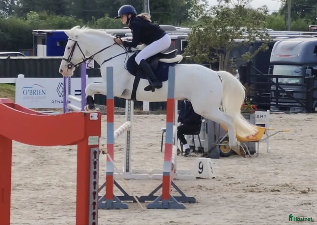 Hoppning hästar till salu: Potential top track pony  i Madrid - Annons 2