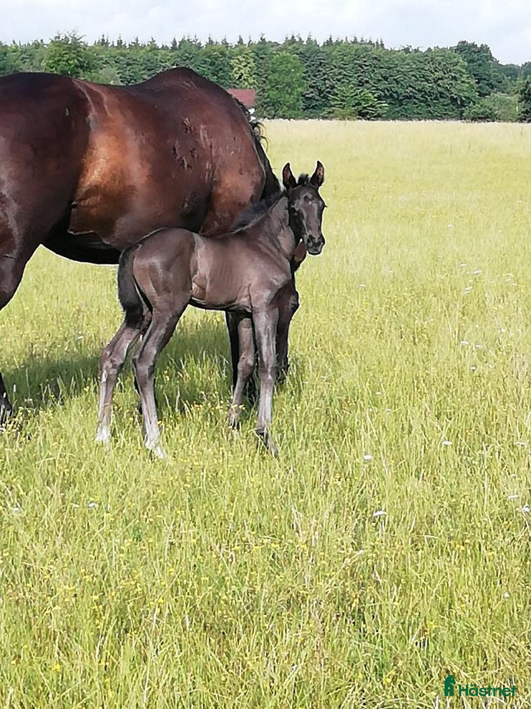 Dressyr hästar till salu: Trygg lovande unghäst med GP möderne i Hörby - Annons 4