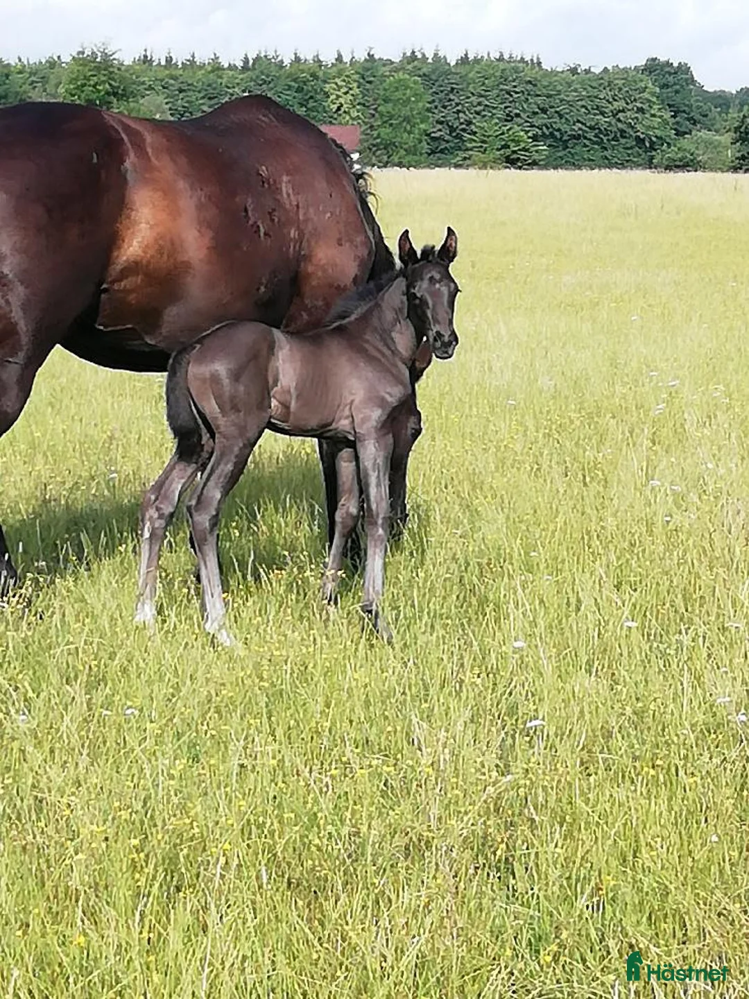 Dressyr hästar till salu: Trygg lovande unghäst med GP möderne - Annons 4