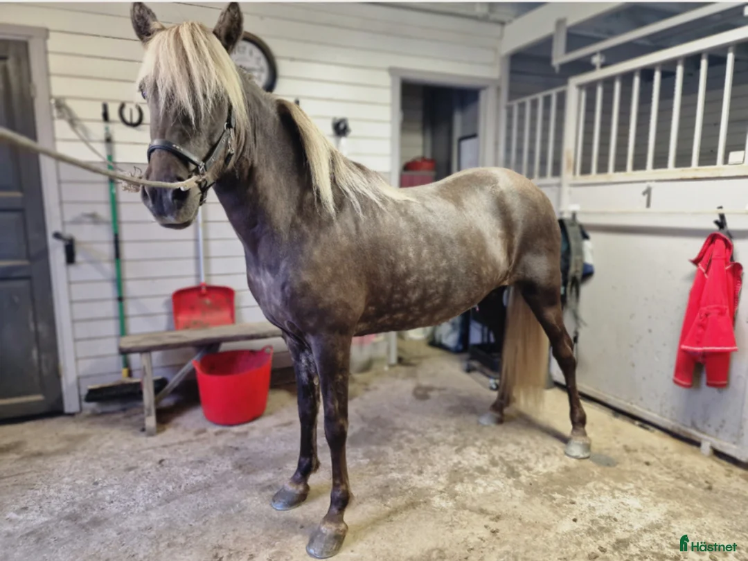 Island hästar till salu: Uttrycksfullt fyrgångssto ✨ i Halmstad - Annons 2
