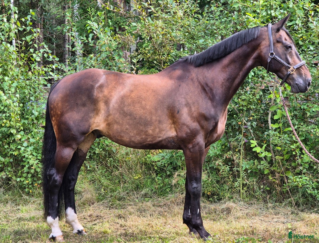 Allround hästar till salu: Superfin kwpn-valack! i Nusnäs - Annons 1