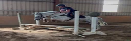 Allround hästar till salu: Quality D pony - Annons 13