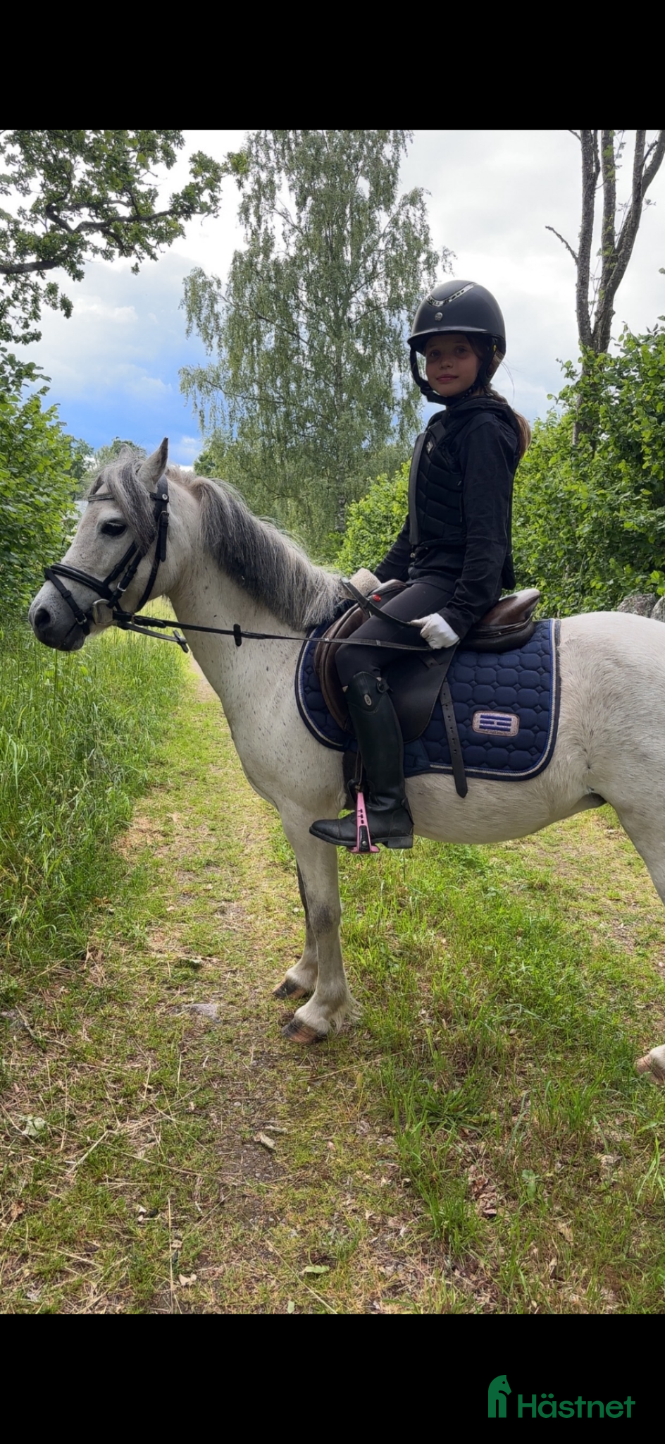  hästar Welsh Mountain sto 15 år  - Annons 15