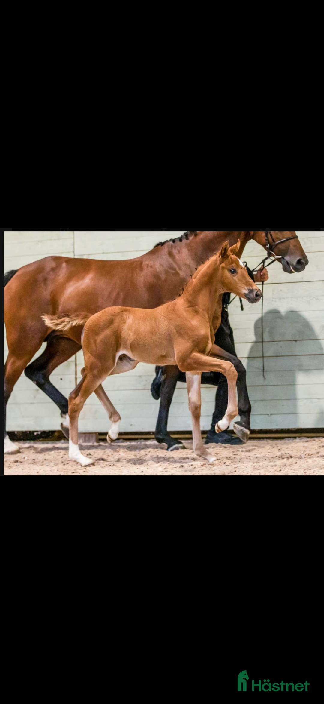 Allround hästar till salu: Ridhäst/avelssto top möderne i Mellerud - Annons 7