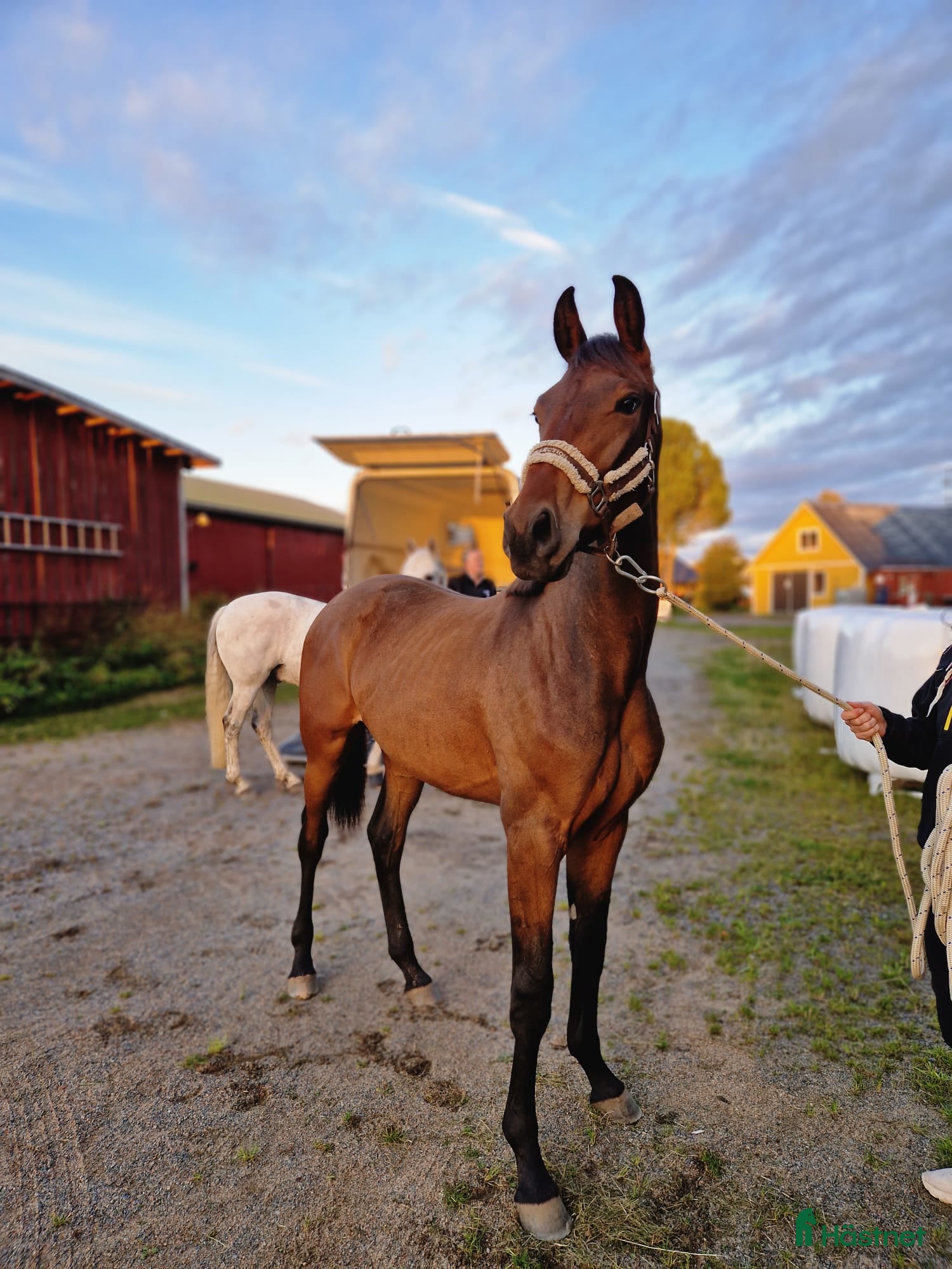  hästar Fin 2 åring. (Blir 3år maj 2026) i Haparanda - Annons 7