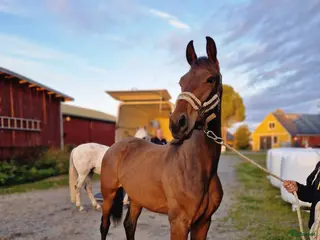 hästar Fina Anakin 3år - Annons 1