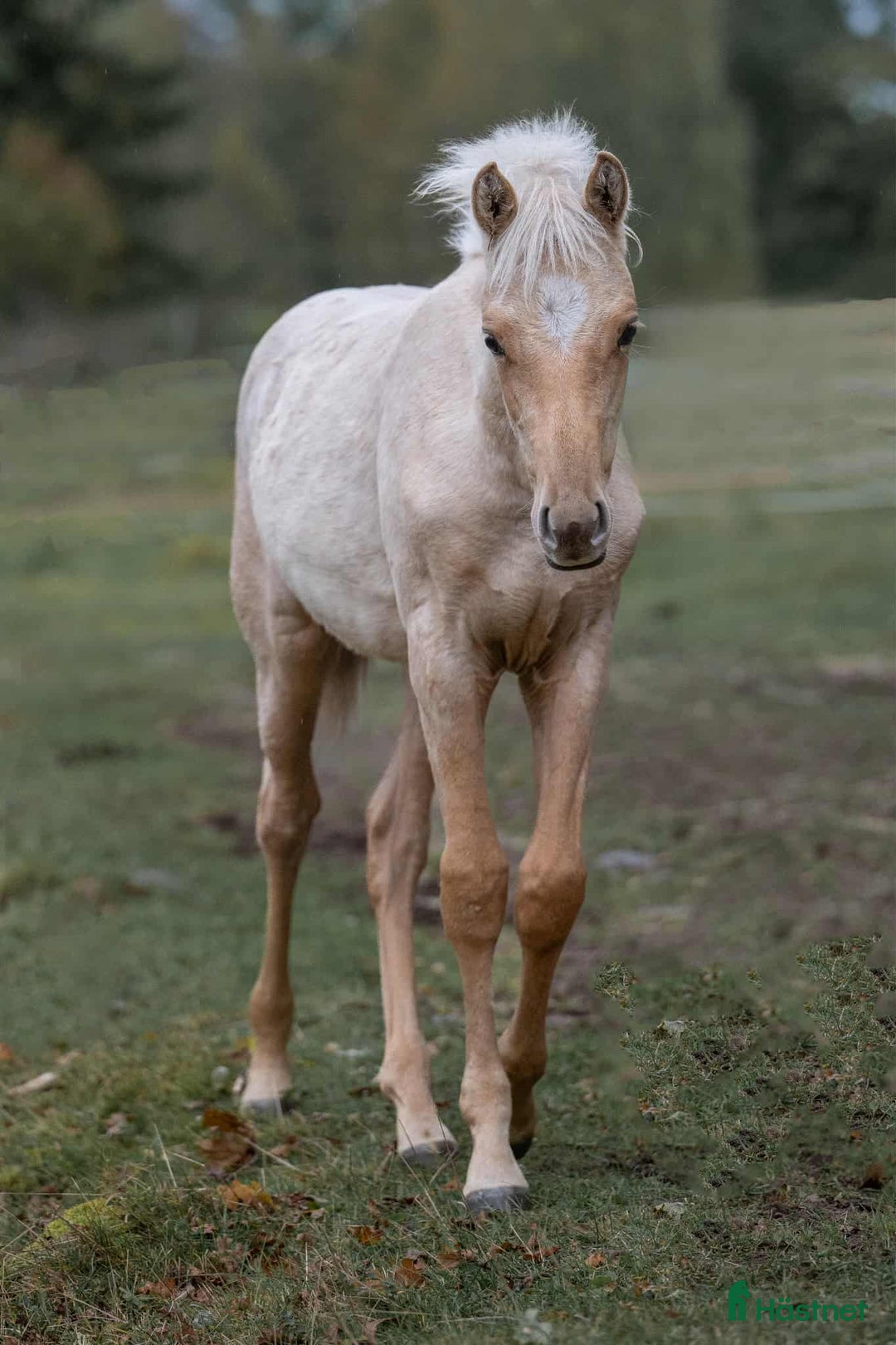 Dressyr hästar till salu: Vackert stoföl  i Braås - Annons 6