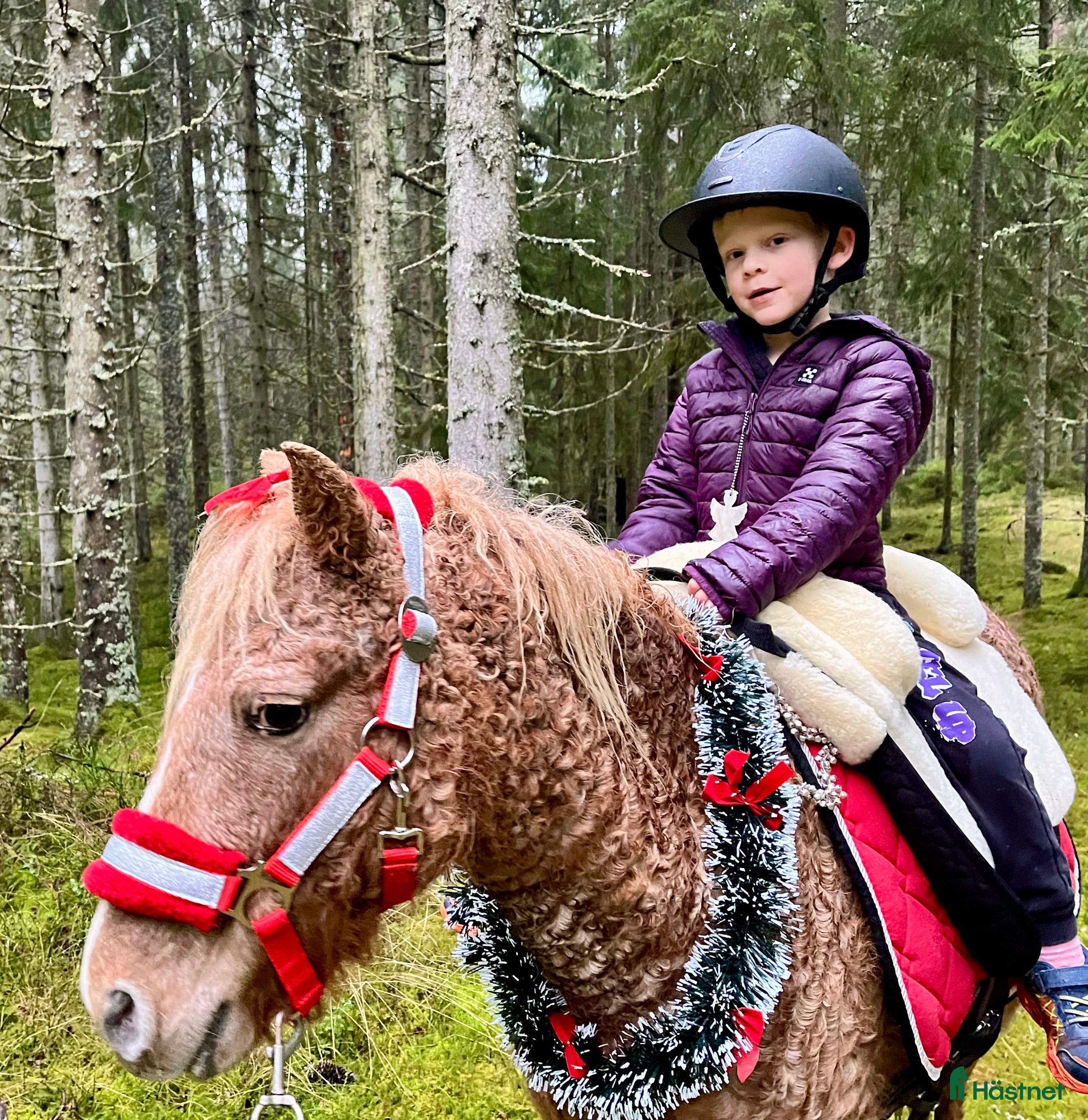  hästar Betäckt American curly ponny - Annons 17