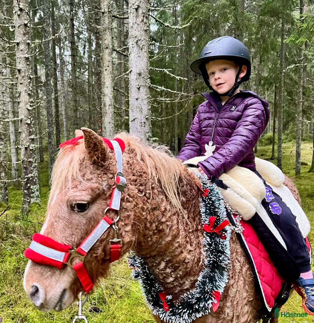 Allround hästar till salu: Betäckt American curly ponny - Annons 1