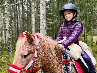 hästar Betäckt American curly ponny - Annons 17