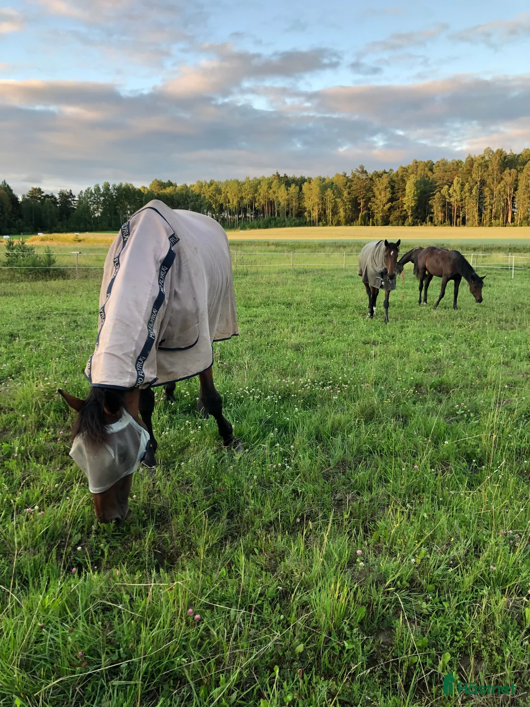  stallplats finnes: Bete/vilohem utanför Uppsala - Annons 2