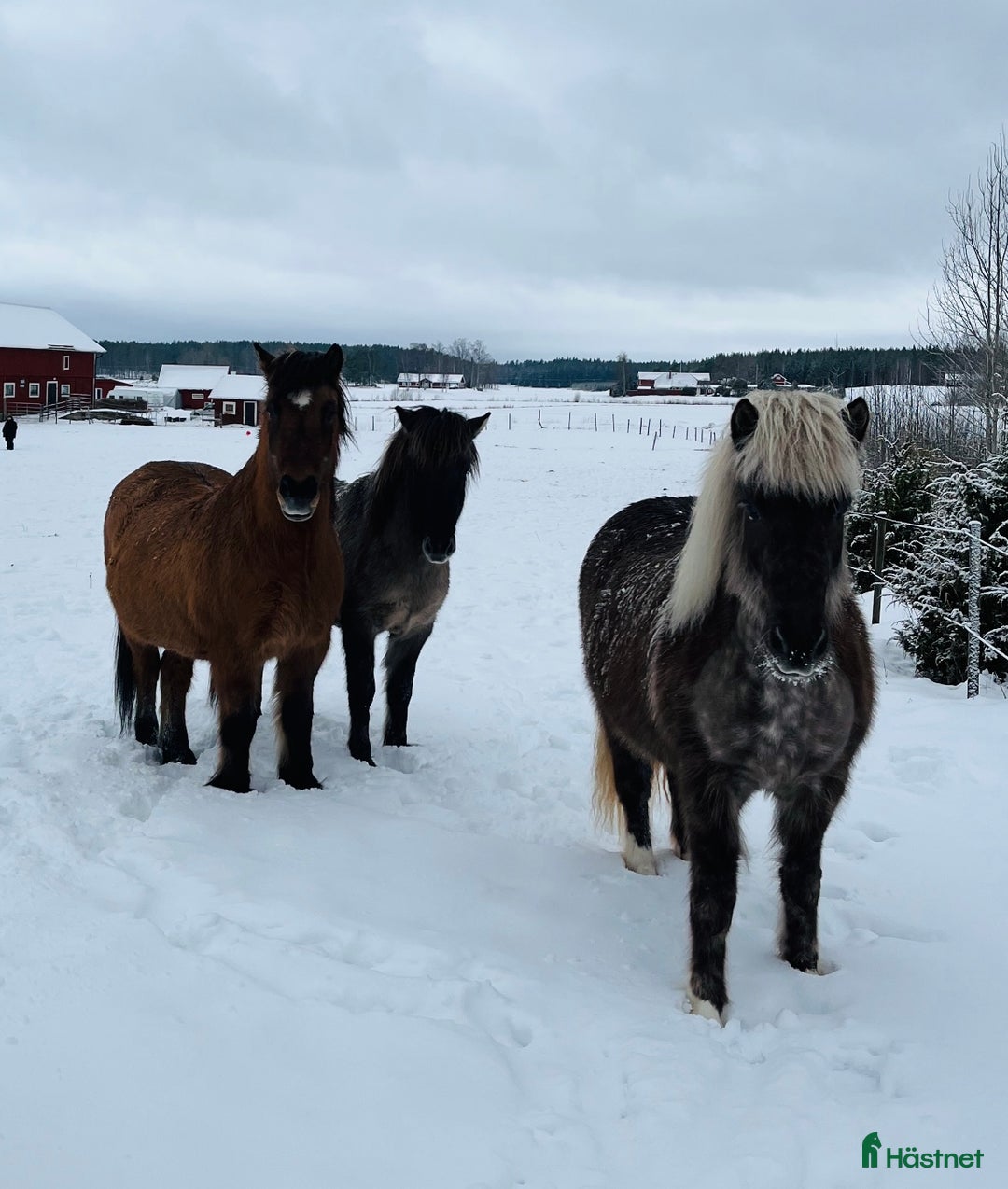 Island hästar till salu: Tre islandshästar (valack efter Ísar fra Keldudal) i Ärla - Annons 5