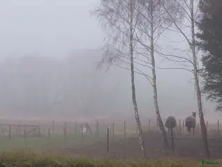 stallplats Stalluthyres i Staffanstorp - Annons 10