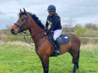 hästar Fälttävlanskompis sökes i Tenhult - Annons 2