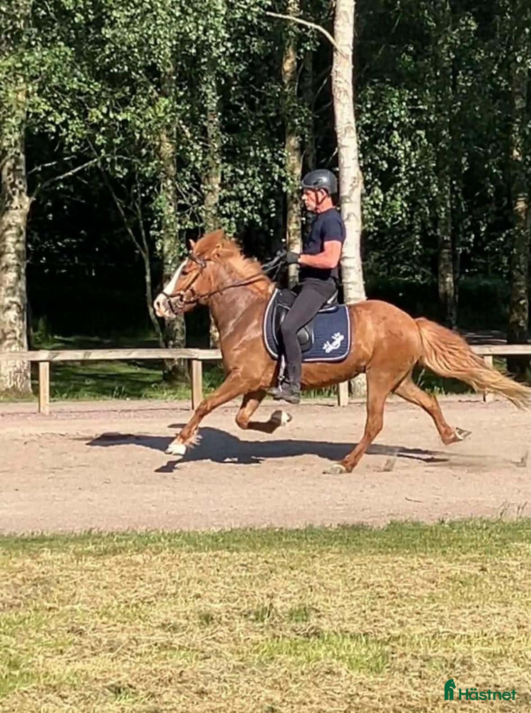 Island hästar till salu: Träning/tävling/lyxig skogsmulle i Handen - Annons 1