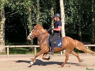 hästar Träning/tävling/lyxig skogsmulle i Handen - Annons 3