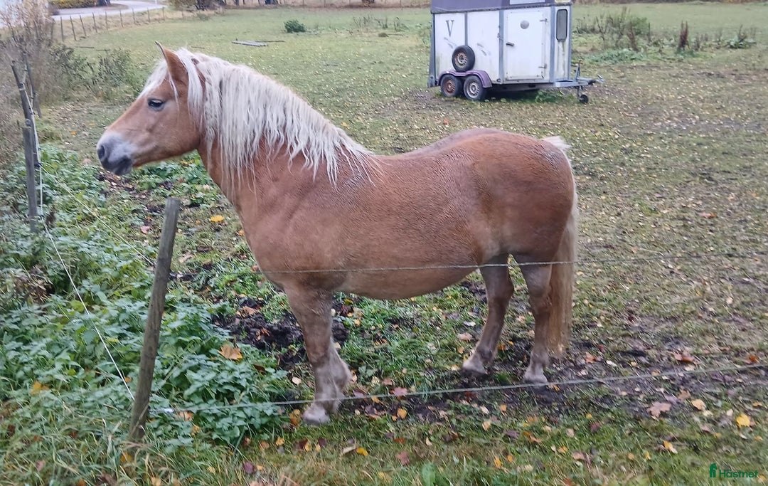 Avelshästar hästar till salu: Haflinger diplomsto i Alunda - Annons 2