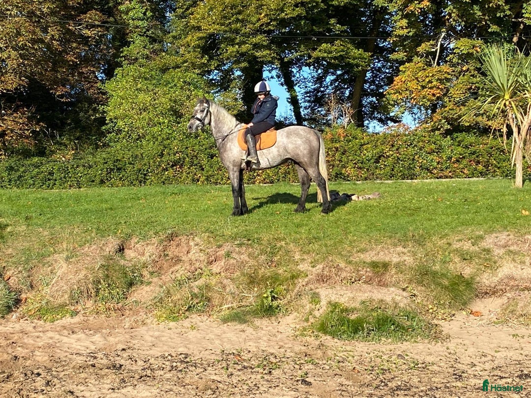 Allround hästar till salu: Supertrevlig Connemara Valack. i Ängelholm - Annons 1
