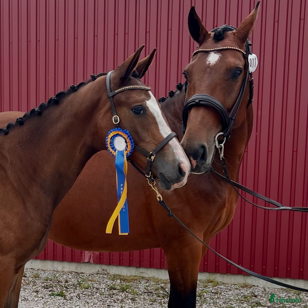 Dressyr hästar till salu: Premie & högst bedömda gångartsföl på Gotland 2025 i Visby - Annons 4