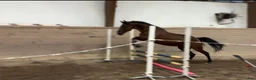 Allround hästar till salu: Ett sto för framtiden ⭐️ i Lakene - Annons 2
