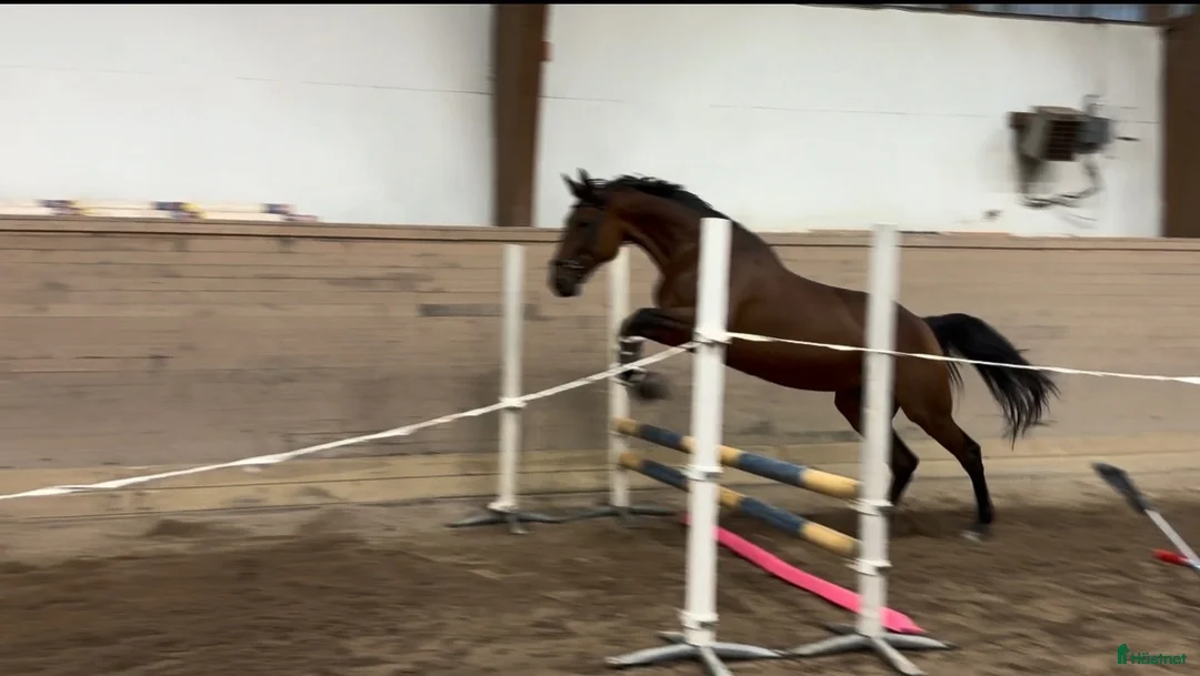 Allround hästar till salu: Ett sto för framtiden ⭐️ i Lakene - Annons 2