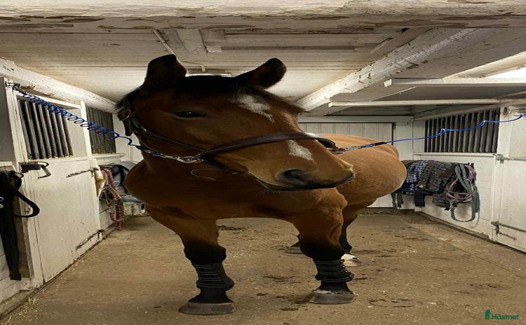  hästar i Ingelstad - Annons 12