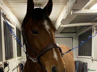 hästar i Ingelstad - Annons 6