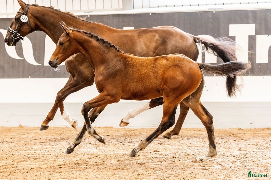 Dressyr hästar till salu: Fölchampionatdeltagare e. Bruksprovsvinnare 💫 i Eskilstuna - Annons 8
