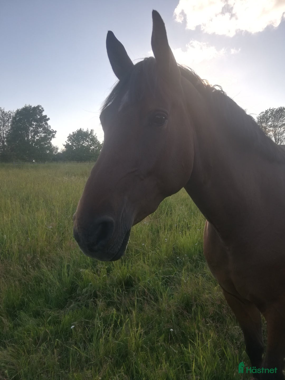 Allround hästar till salu: Ragnar säljes/bytes i Blidsberg - Annons 5