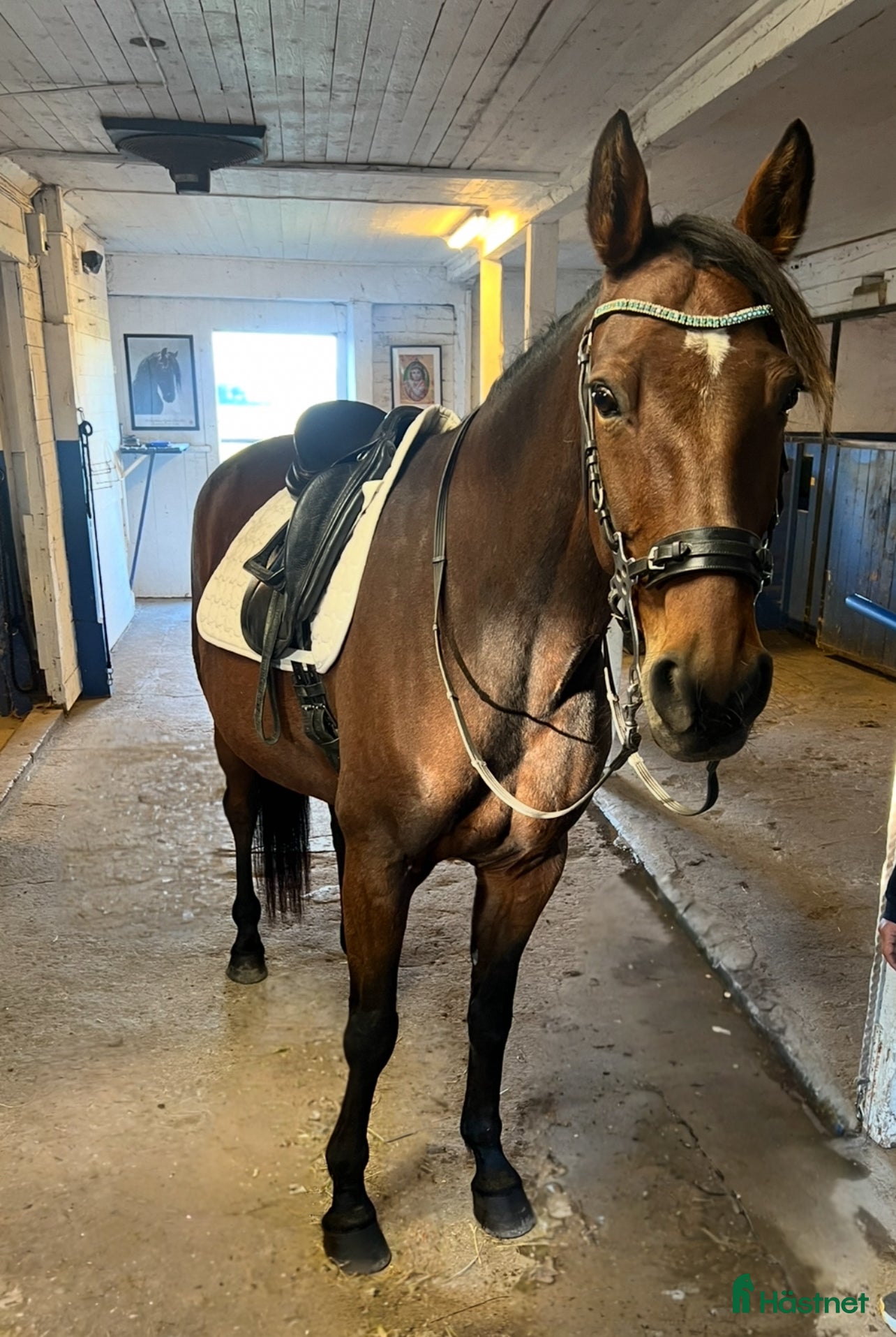  hästar FANCY RIDE - snäll bästa vän med potential i Adelsö - Annons 9