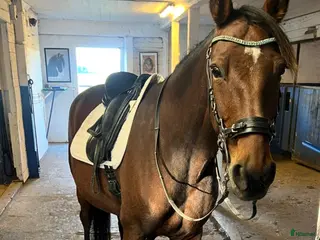 hästar FANCY RIDE - snäll bästa vän med potential - Annons 1