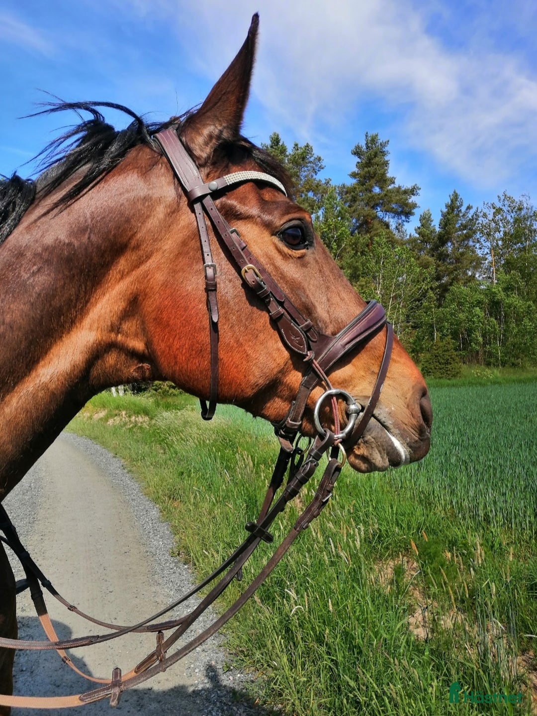Allround hästar till salu: Sto för avel/ridning  i Lidköping - Annons 1