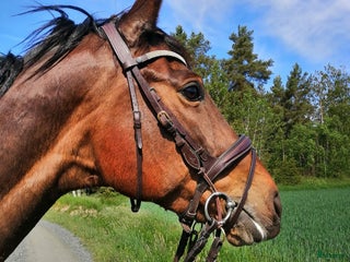 hästar Sto för avel/ridning i Lidköping - Annons 14