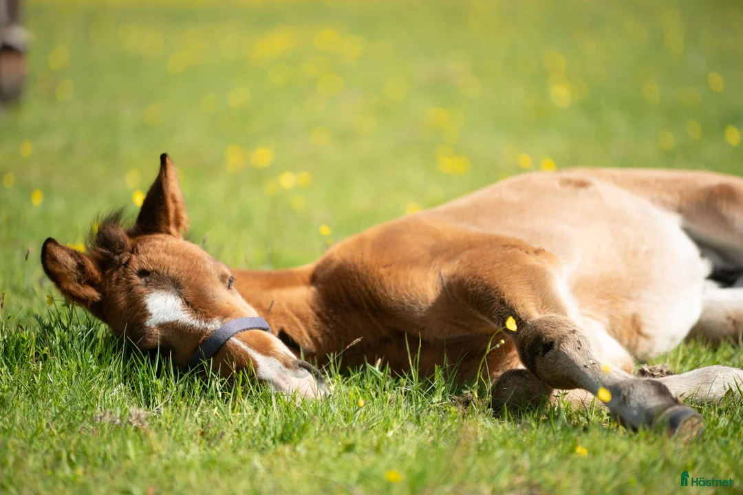 Dressyr hästar till salu: Charlie, en hingst för framtiden - Annons 2