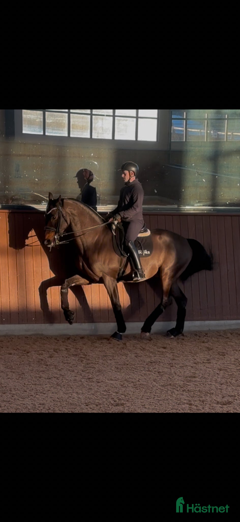  hästar Trevlig valack med det lilla xtra  - Annons 1