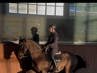 hästar Trevlig valack med det lilla xtra - Annons 1