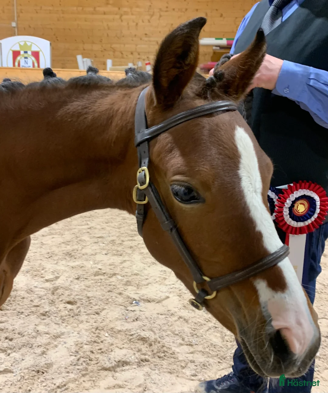 Allround hästar till salu: Sportsponni hingst for fremtiden  - Annons 1