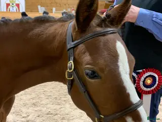 hästar Sportsponni hingst for fremtiden - Annons 14