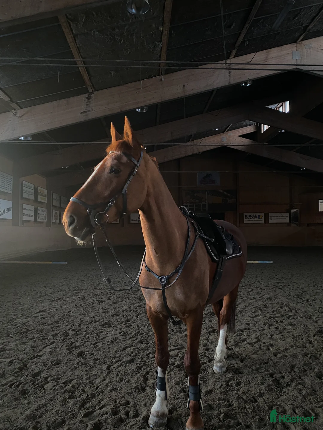 Allround hästar till salu: Sto med stor personlighet  - Annons 2