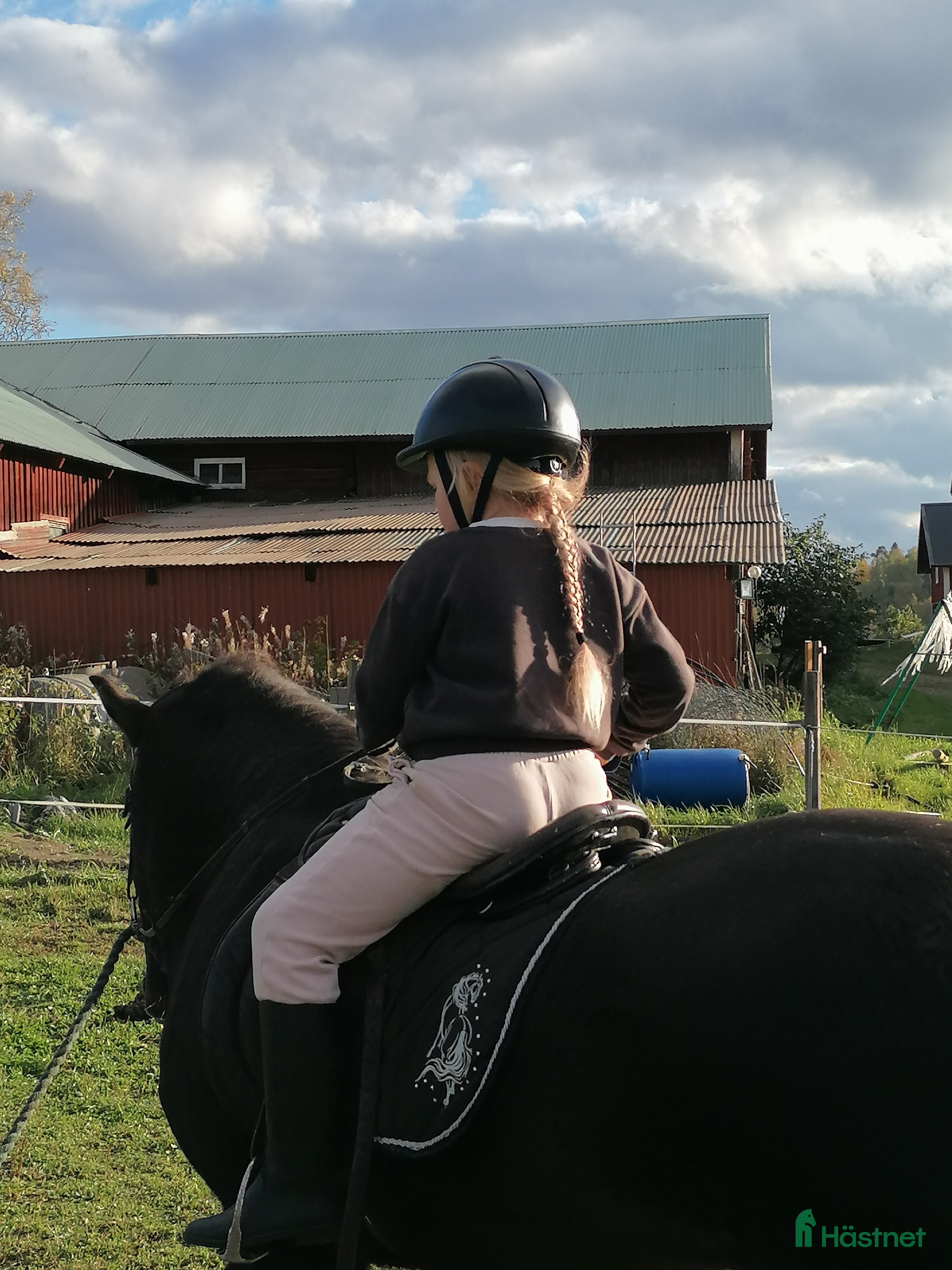  hästar Snäll islänning  i Kilafors - Annons 13